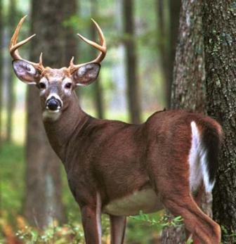 venado de cola blanca